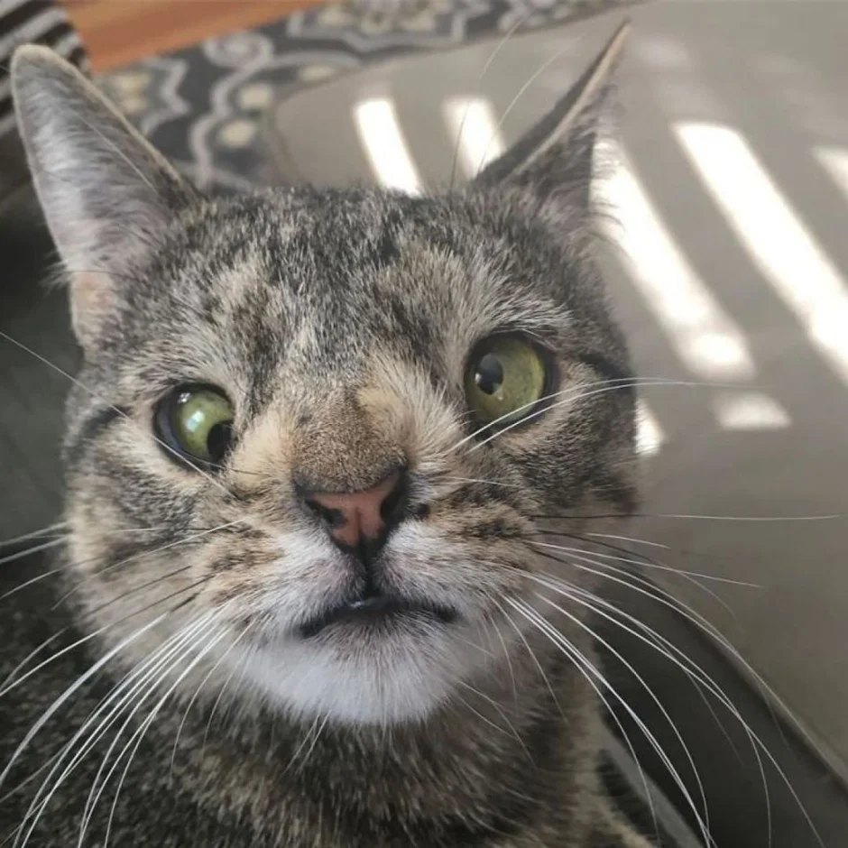 Морда кота