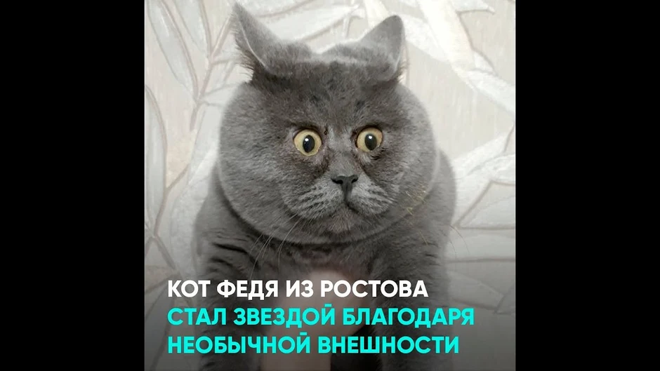Ростовский кот федя