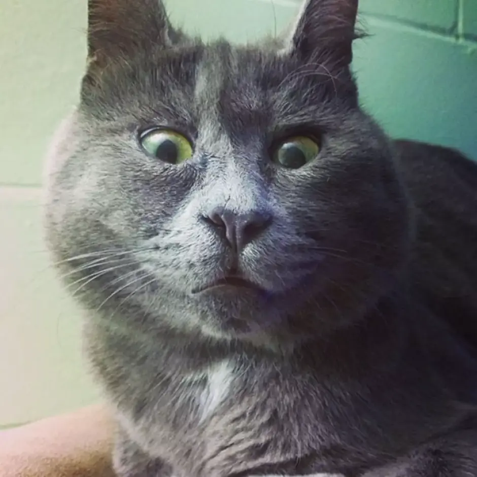 Удивленный кот