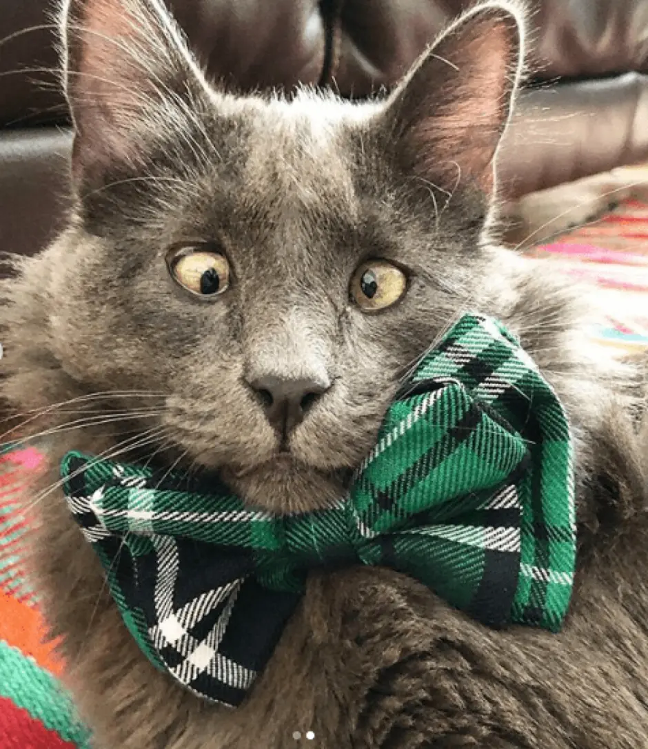 Косой котик
