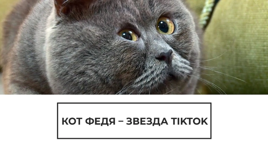 Особенный кот федя