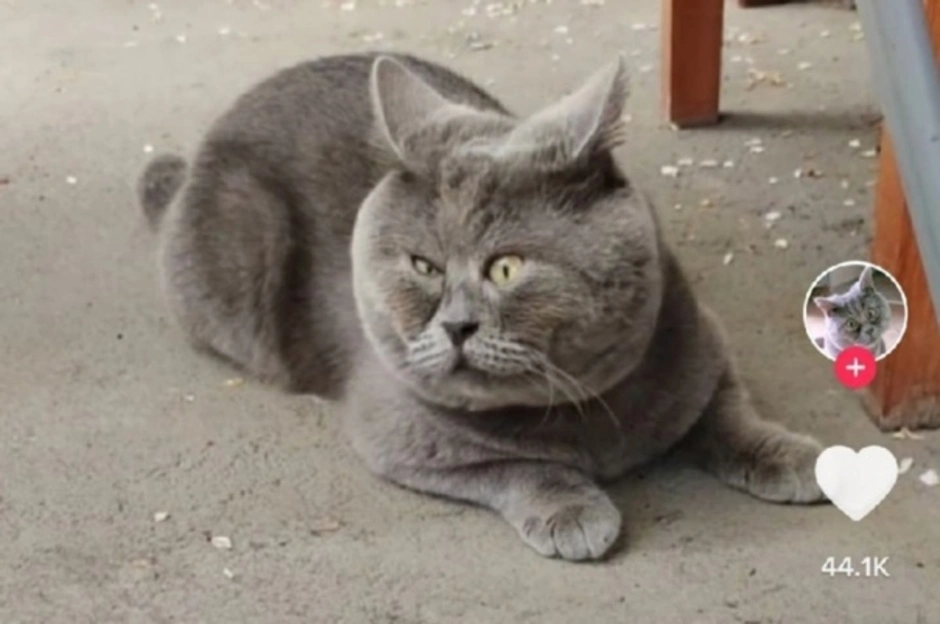 Федя кот