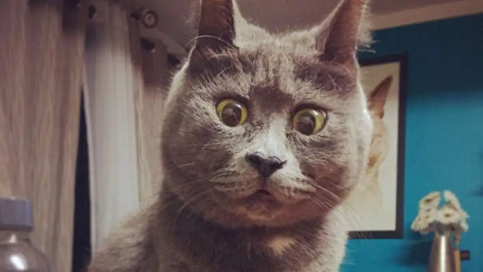 Удивленный кот