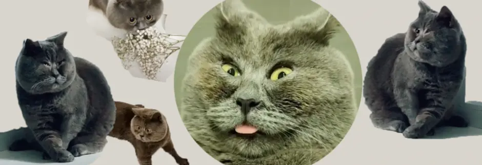 Коты юмор