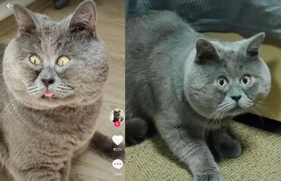 Кот федя