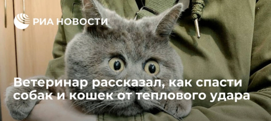 Удивлённый кот федя из ростовской области