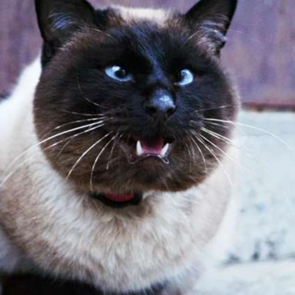 Сиамская кошка