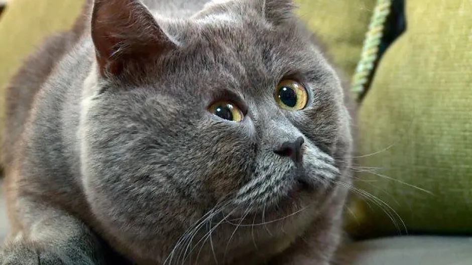 Кошка британская