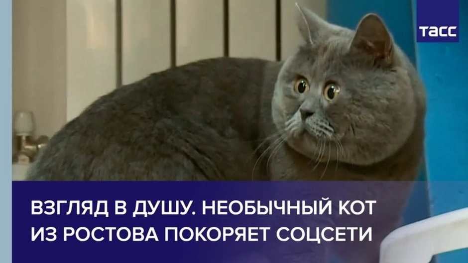 Смешной кот из ростова