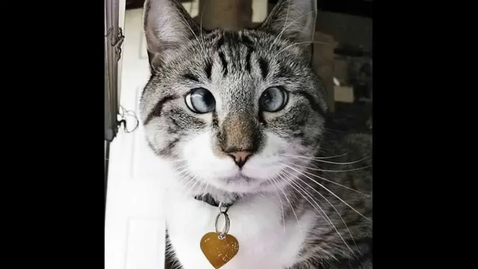 Косоглазый котик