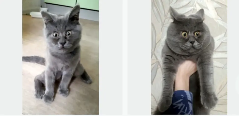 Шотландская кошка