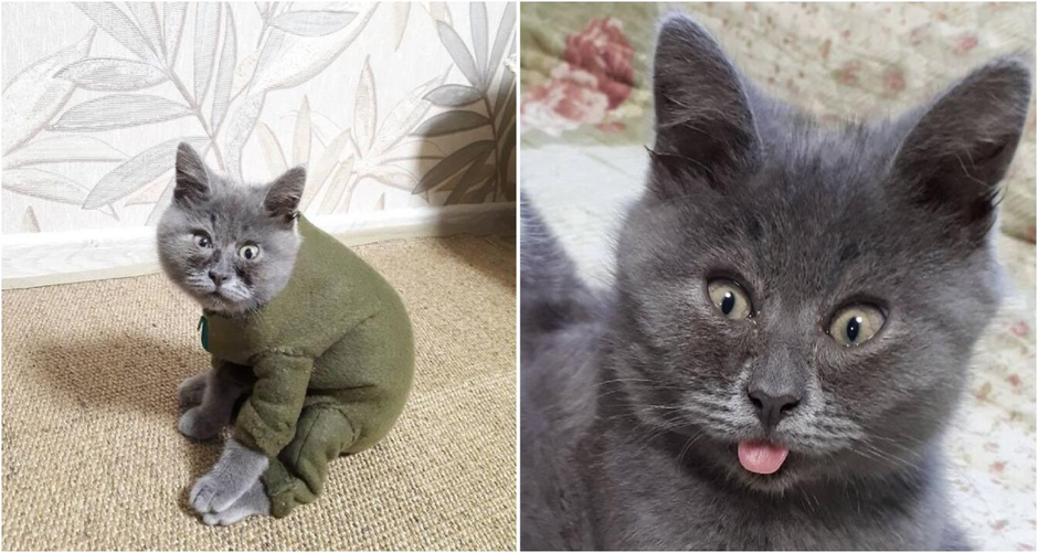 Федя кот