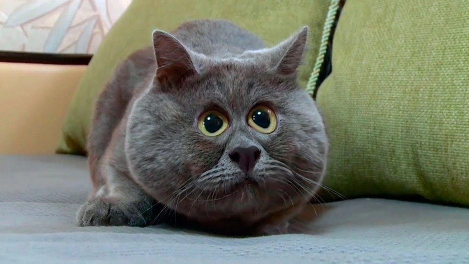 Удивленный кот