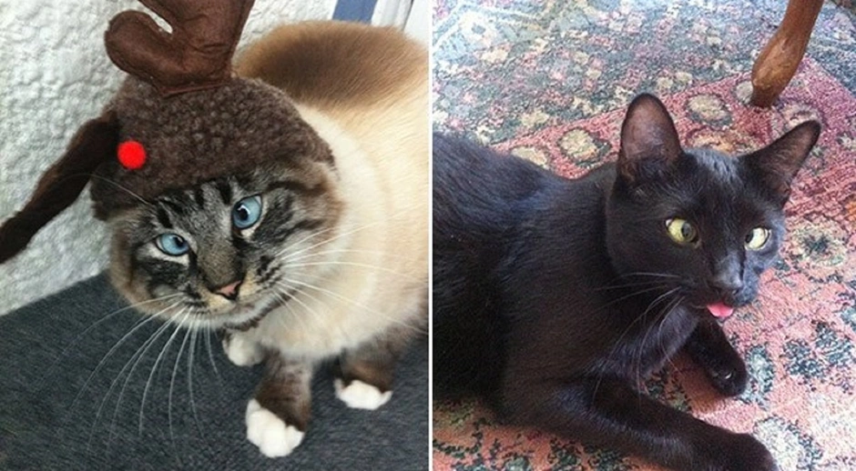 Котики смешные
