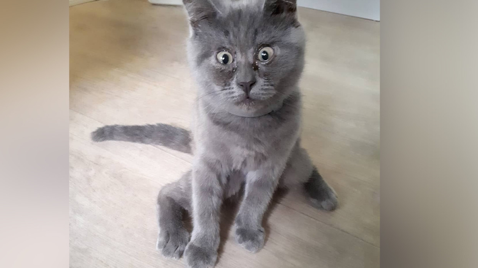 Удивленный кот федя из ростова