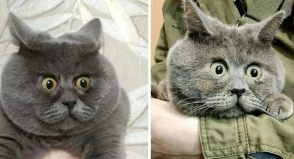 Кот федя из ростова