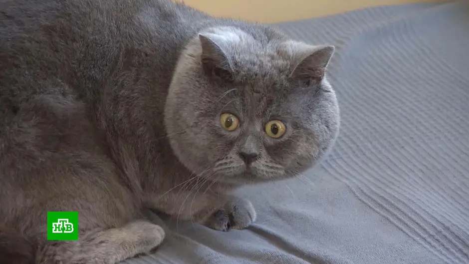 Удивленный кот федя