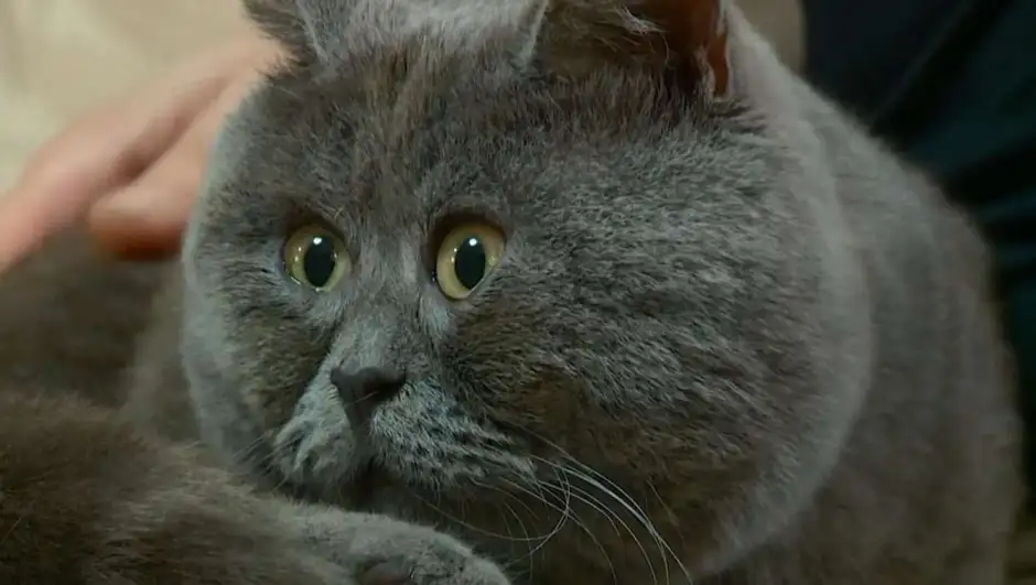 Удивленный котик