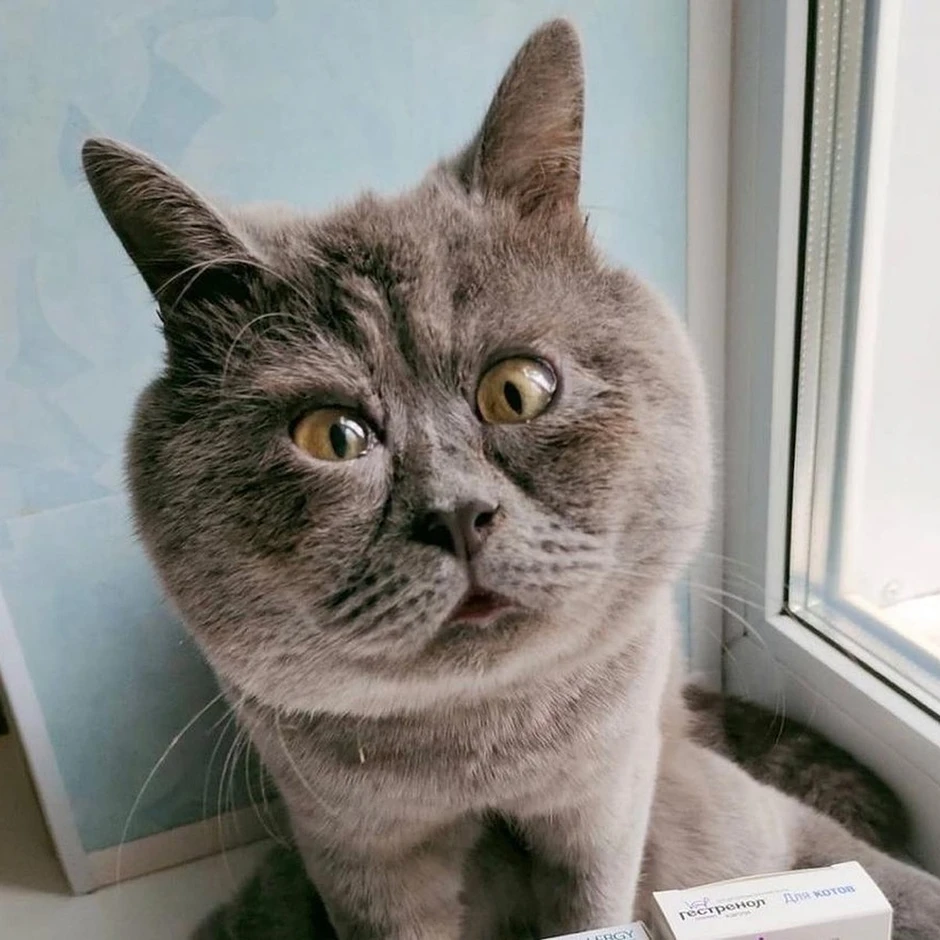 Смешные коты