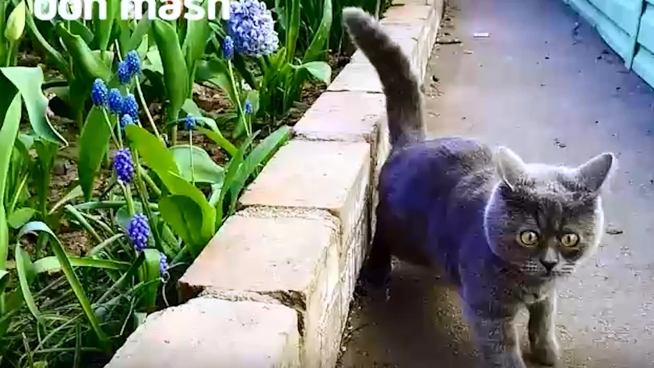 Ростовский кот федя