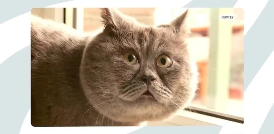 Ростовский кот федя