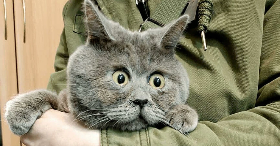 Удивленный кот федя