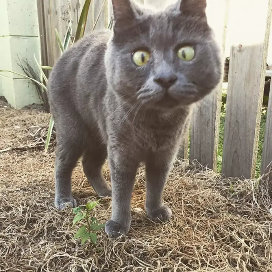 Вечно удивленный кот