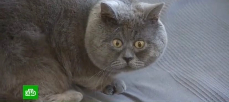 Кот федор