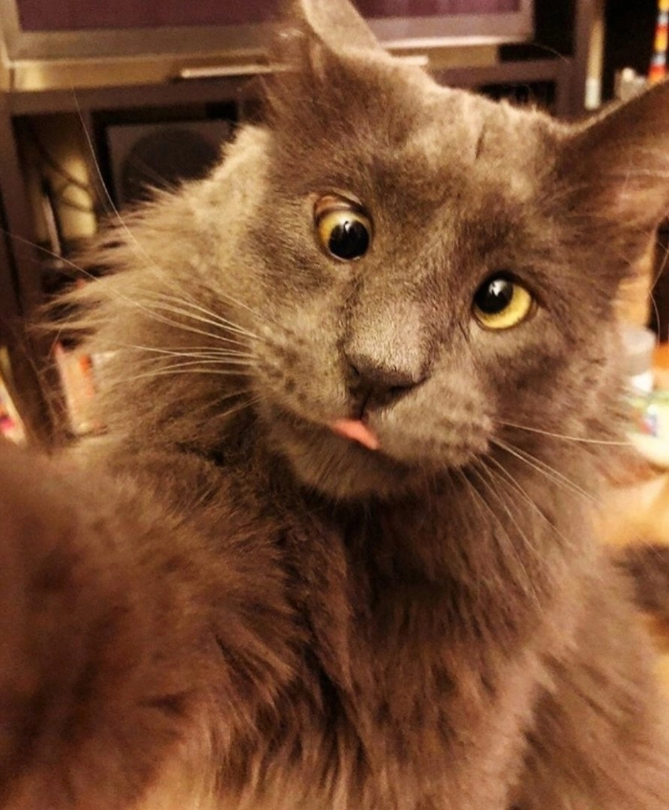 Косой кот