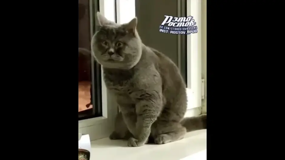 \"вечно удивленный\" ростовский кот федя