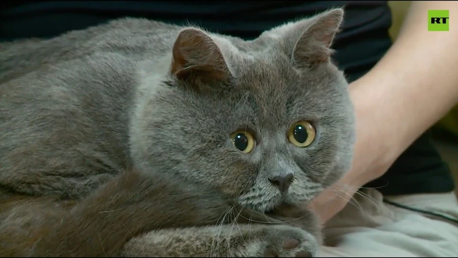 Ростовский кот федя