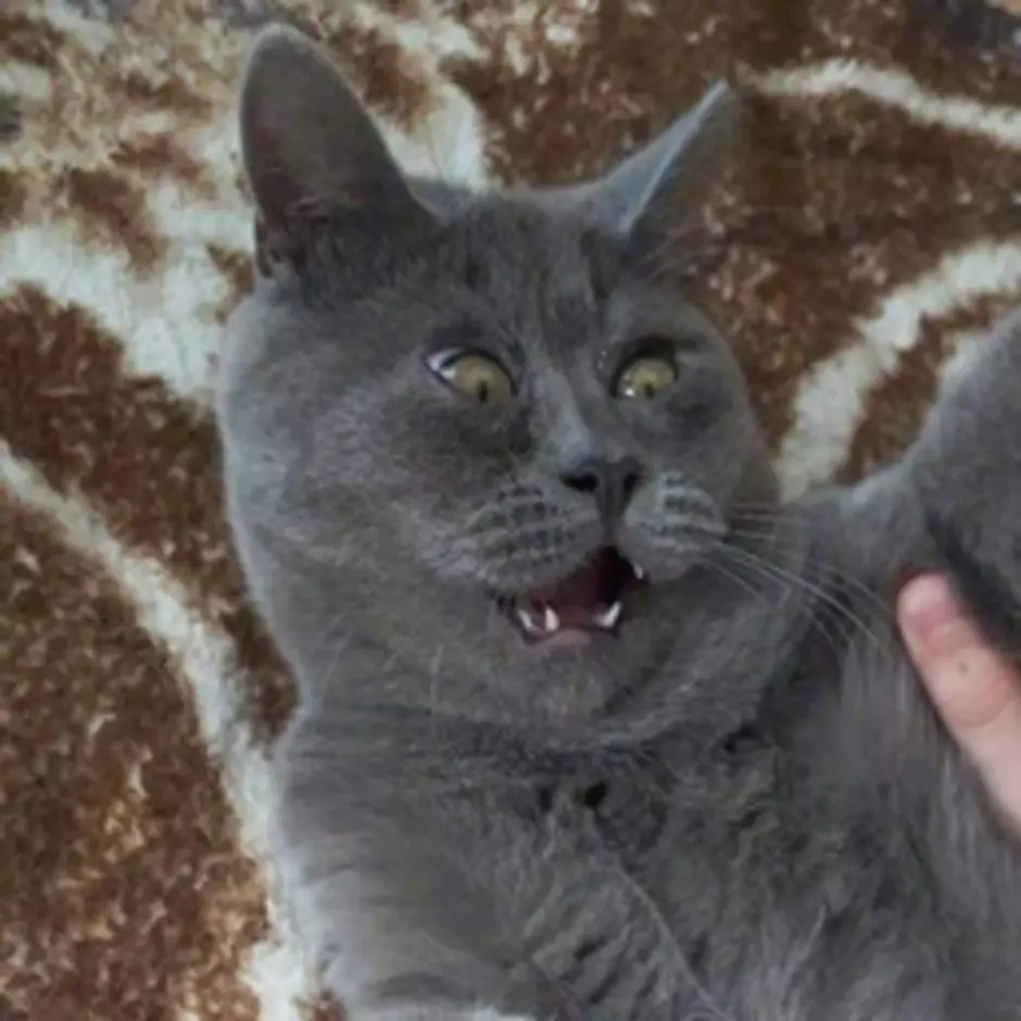 Ростовский кот федя
