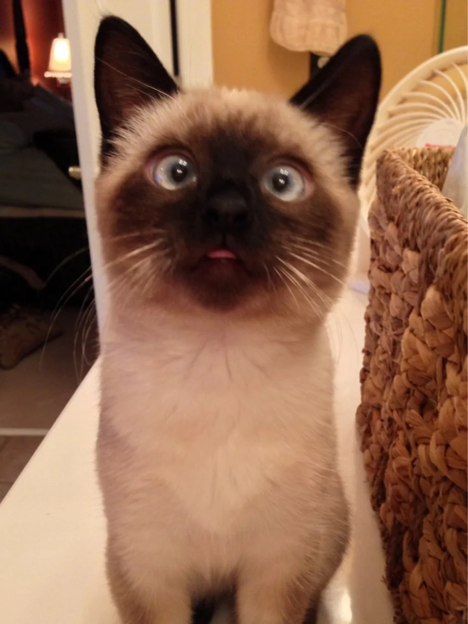 Сиамский кот косоглазый