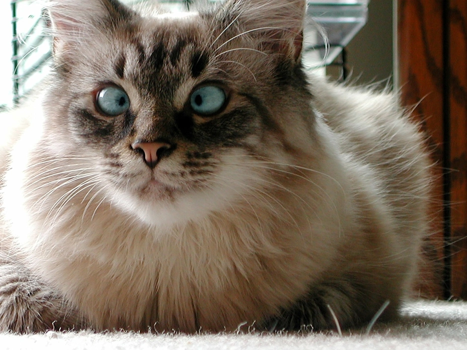 Косоглазый котик