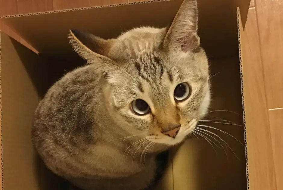 Косой котик