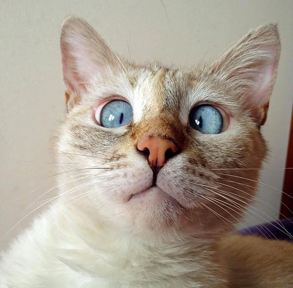 Сиамский кот косоглазый