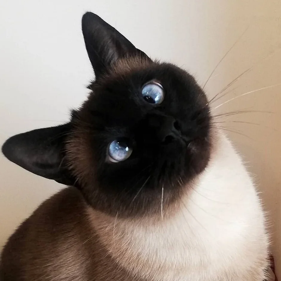 Котики сиамские
