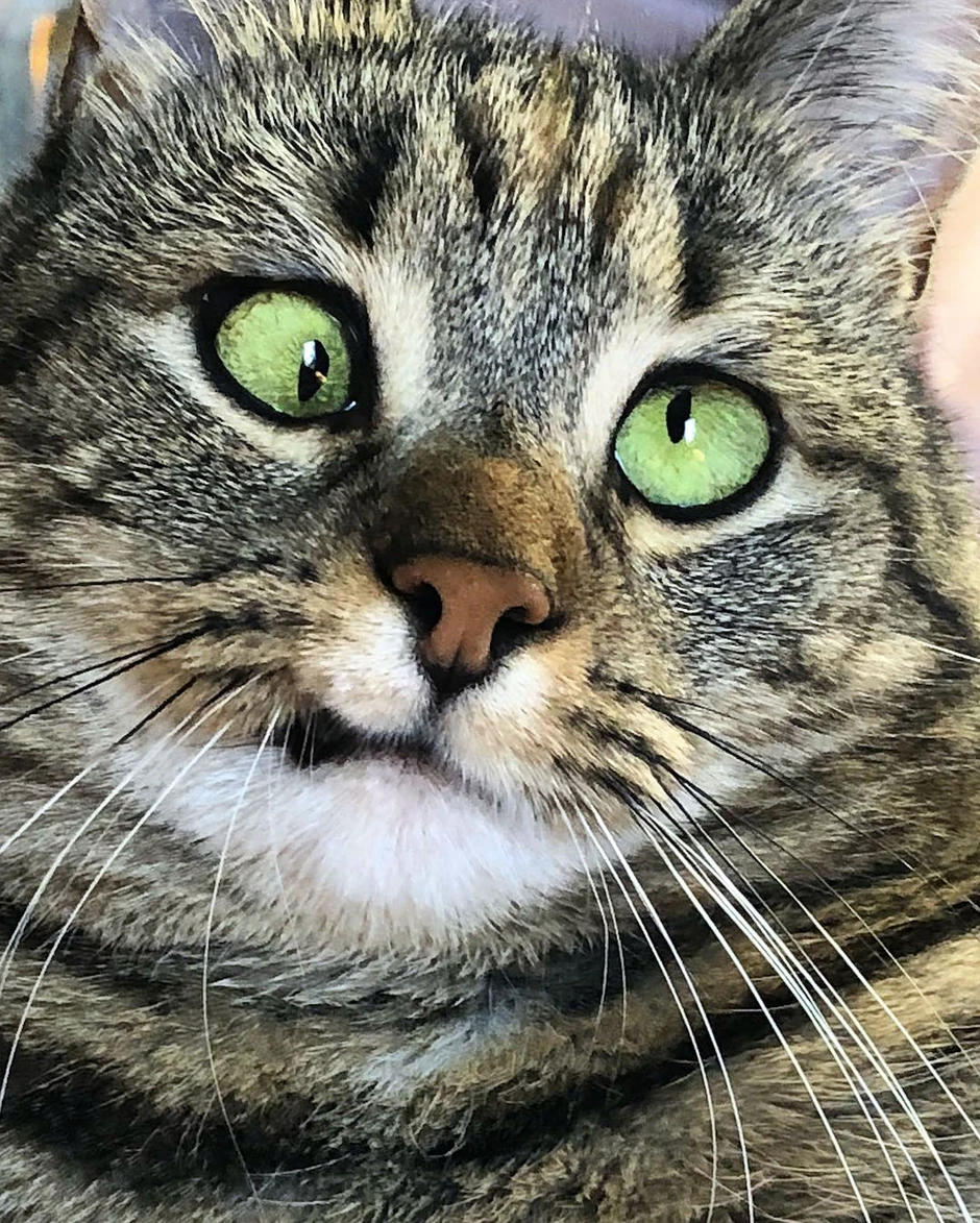 Кот с косыми глазами