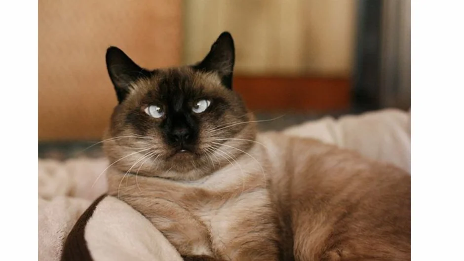 Сиамский кот