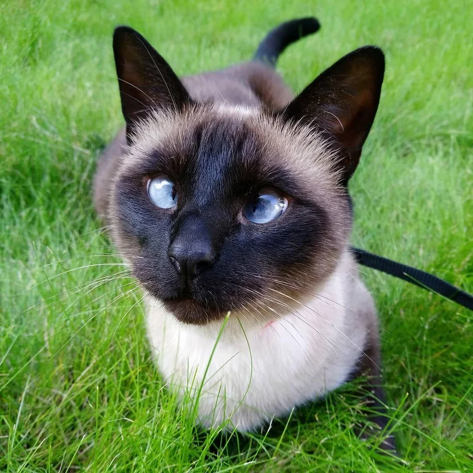 Кот сиамский