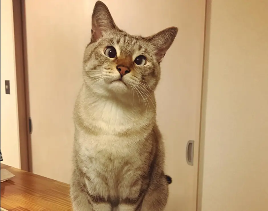 Косой котик
