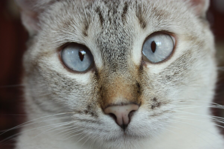 Кошка с косыми глазами