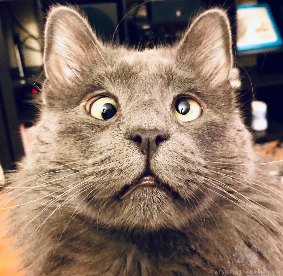 Косой кот