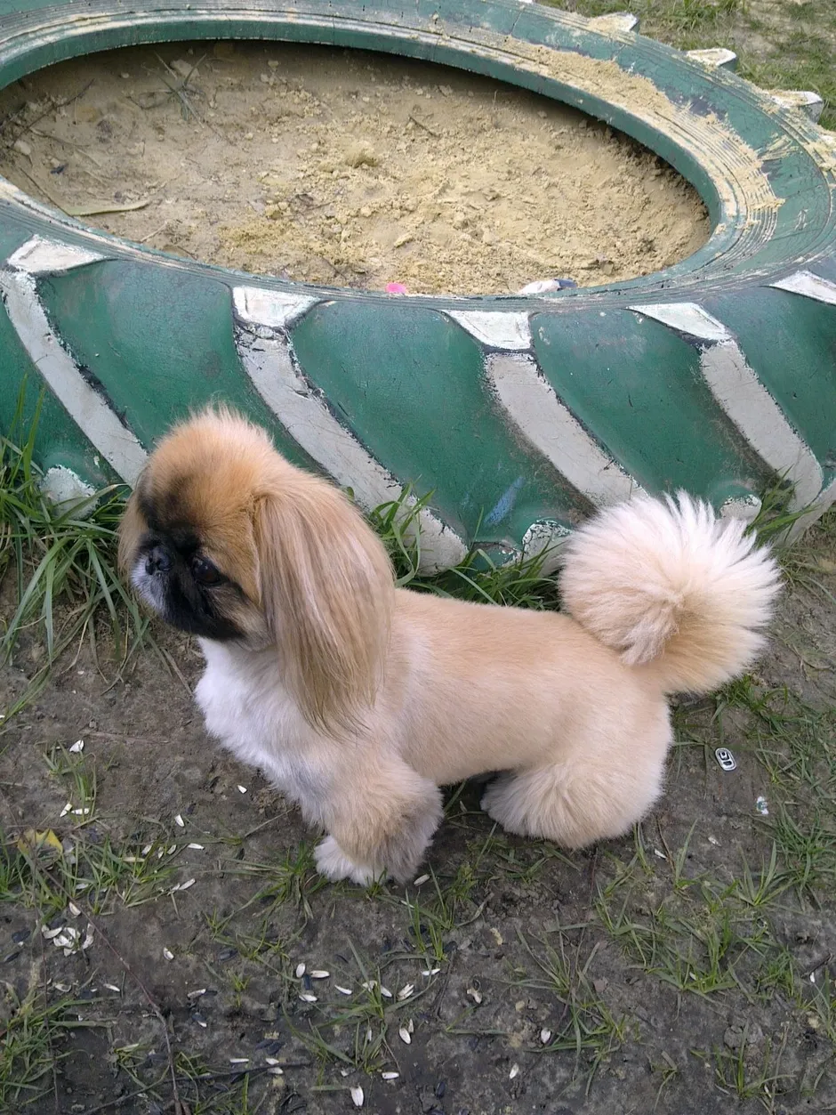 Королевский пекинес стрижки