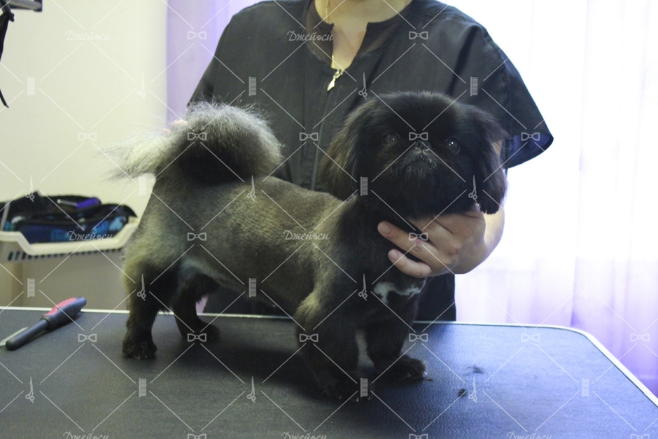 Пекинес королевский подстриженный