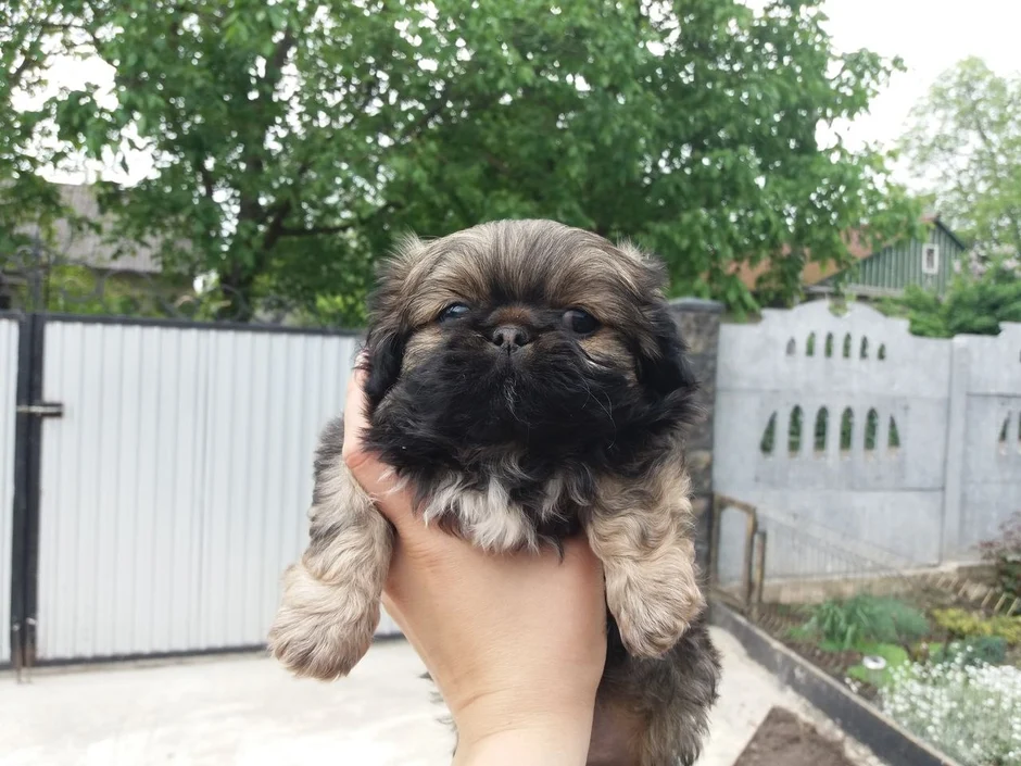 Пекинес собака