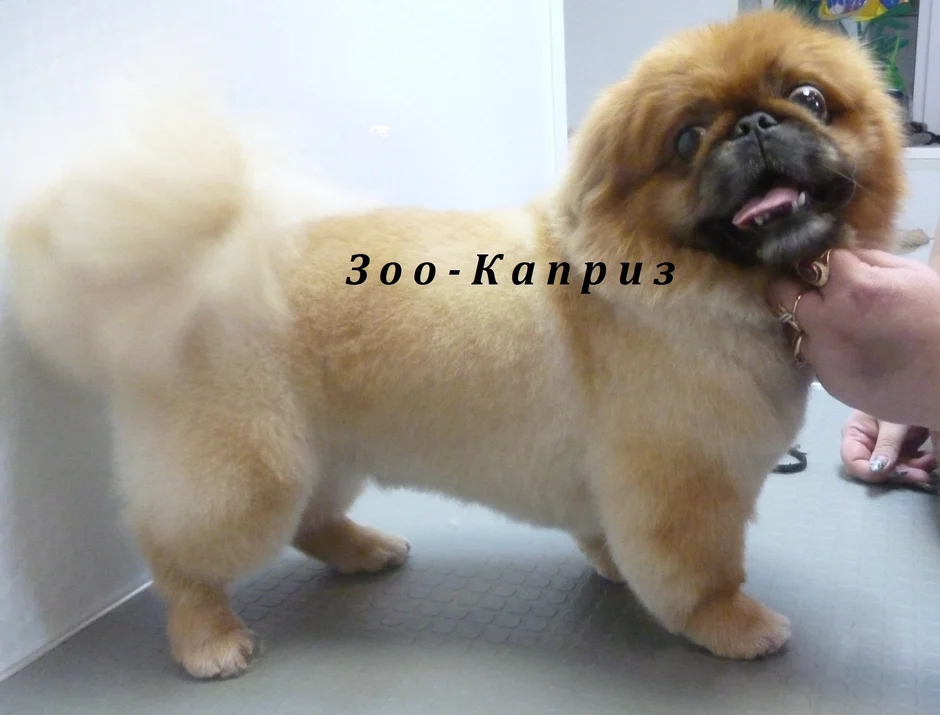 Карликовый пекинес