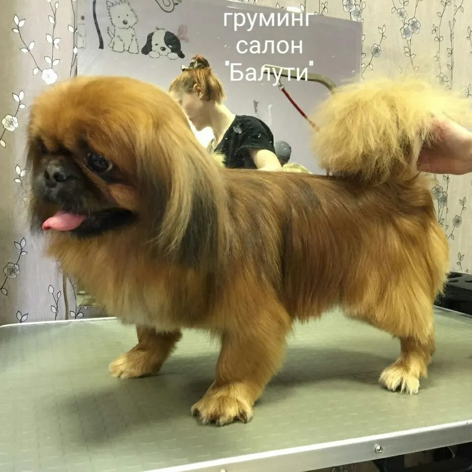 Порода пекинес