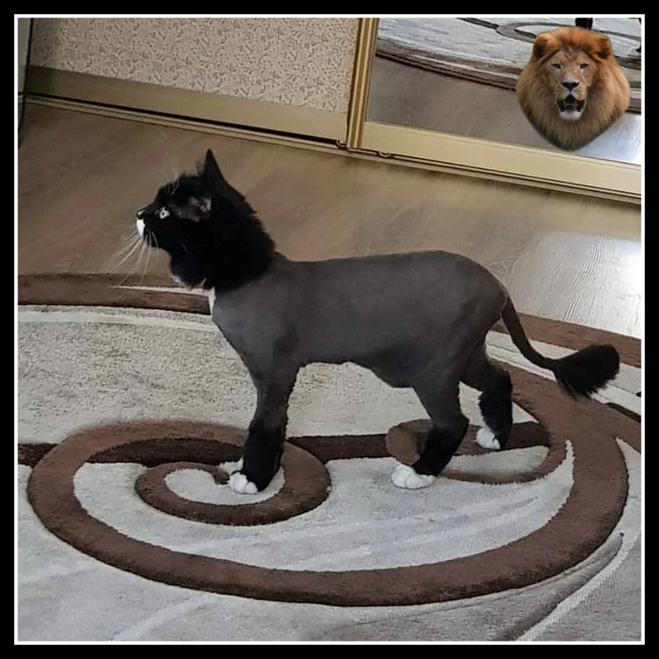 Стриженный кот