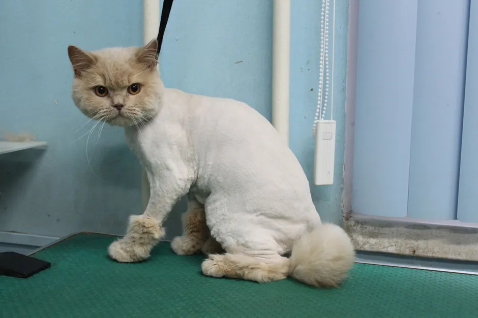 Стриженный британский кот